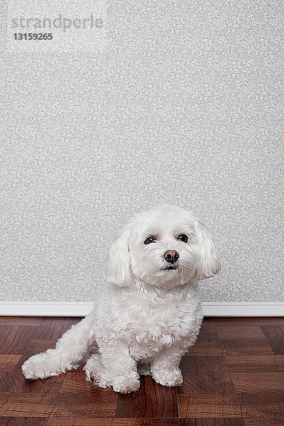 Porträt eines Malteserhundes