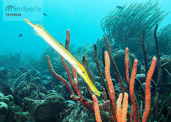 Trompetenfisch am Unterwasser-Riff