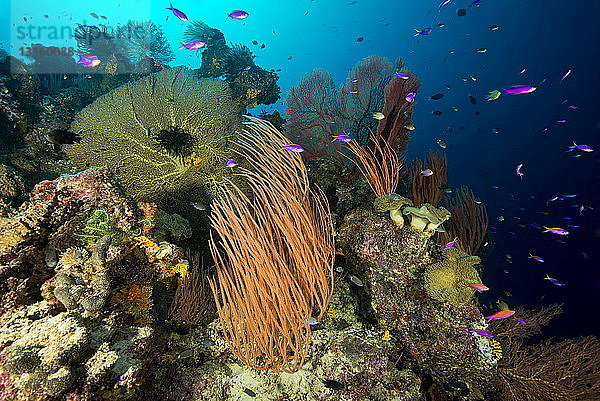 Fische und Korallen unter Wasser  Charapoana Point  Uepi Island  New Georgia  Salomonen