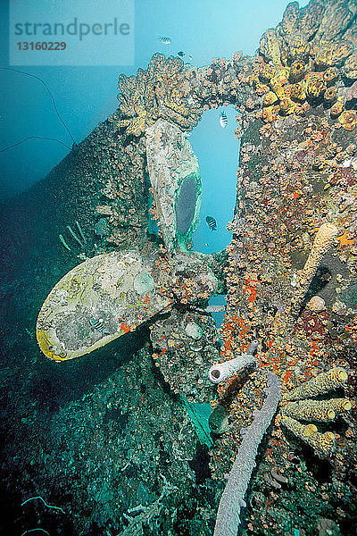 Koralle wächst auf Unterwasserschiffswrack