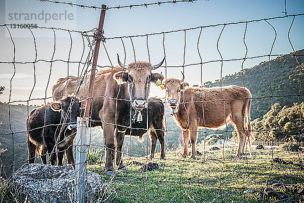 Kühe  Weiden  Bugerru  Sardinien  Italien