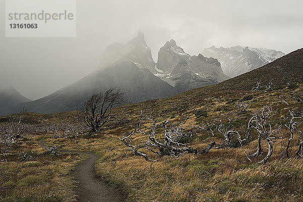 Torres del Paine National Park  Patagonien  Chile