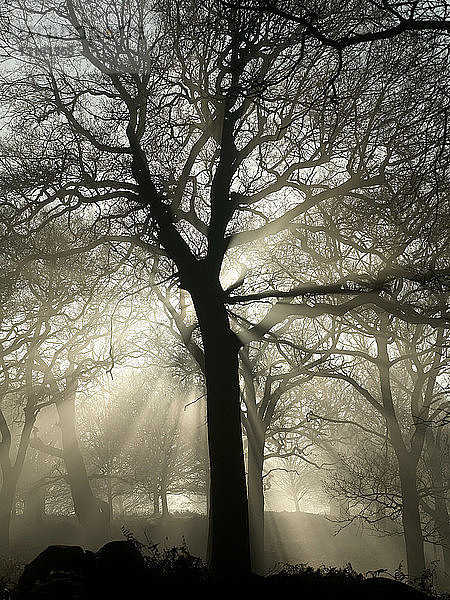 Silhouette eines Baumes im Wald