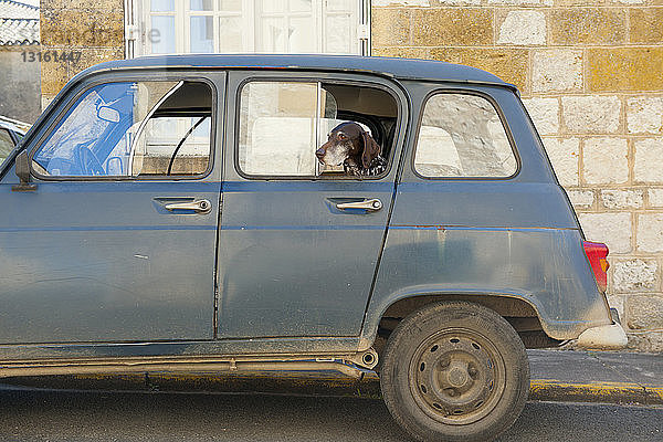 Porträt eines Hundes  der aus einem geparkten Autofenster schaut  Monpazier  Dordogne  Frankreich