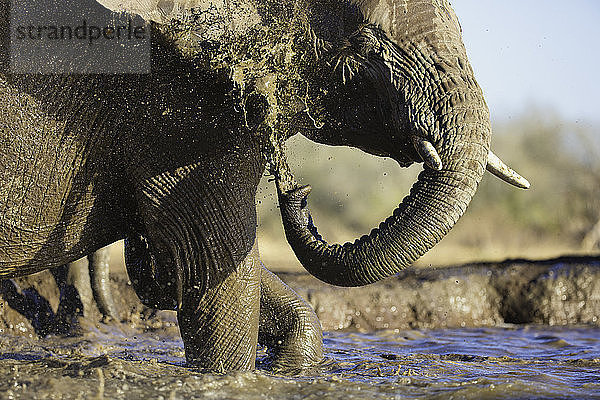 Afrikanischer Elefant (Loxodonta africana) beim Baden an der Wasserstelle  Mashatu-Wildreservat  Botswana  Afrika