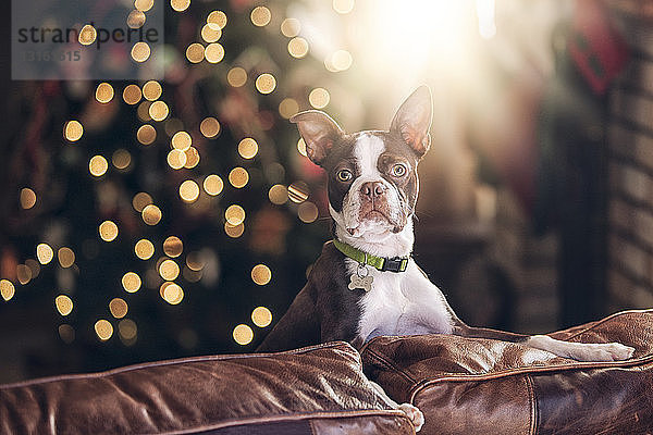 Porträt eines Boston Terriers auf dem Sofa vor dem Weihnachtsbaum