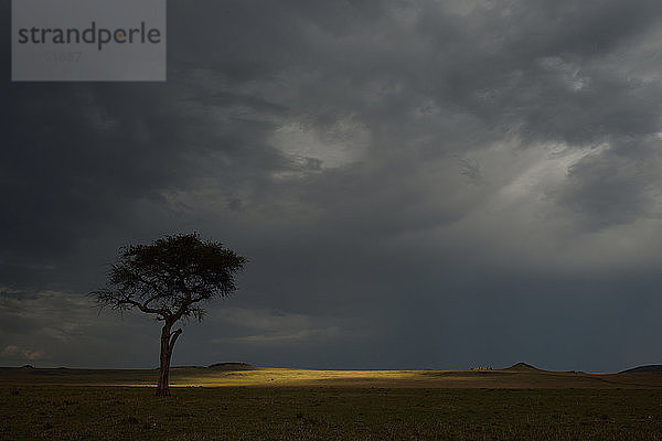 Sturmwolken und silhouettierte Acacia nilotica  Mara-Dreieck  Maasai Mara National Reserve  Narok  Kenia  Afrika