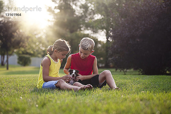 Bruder und Schwester sitzen auf Gras und schauen nach unten und streicheln Boston-Terrier-Welpen