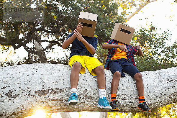 Zwei Brüder sitzen auf einem Ast eines Parkbaums mit Pappkartons auf dem Kopf