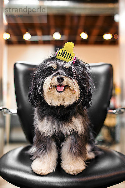 Havanesischer Hund im Friseursalon