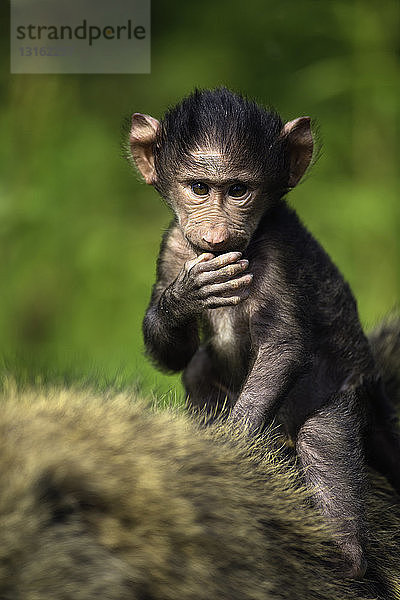 Baby Chacma-Pavian (Papio ursinus) reitet auf dem Rücken seiner Mutter  Lake Nakuru National Park  Kenia  Afrika