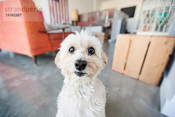 Porträt eines niedlichen  starren Hundes im Wohnzimmer