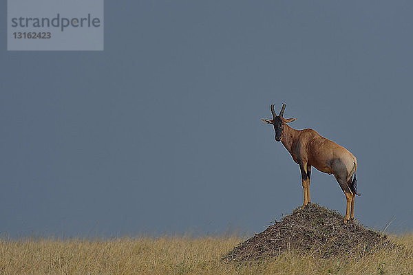 Topi (Damaliscus korrigum jimela) auf einem Hügel stehend  Mara-Dreieck  Maasai Mara National Reserve  Narok  Kenia  Afrika