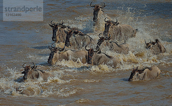 Gruppe von Westlichen Weißbartgnus (Connochaetes taurinus mearnsi) im Fluss  Mara-Dreieck  Maasai Mara-Nationalreservat  Narok  Kenia  Afrika
