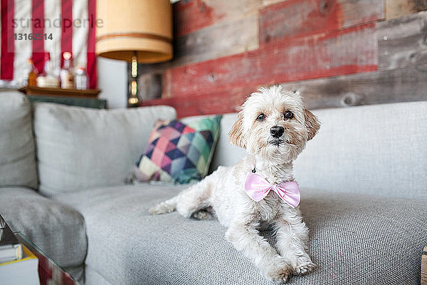 Porträt eines niedlichen Hundes auf dem Wohnzimmer-Sofa liegend