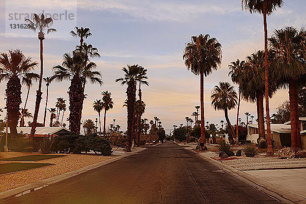 Palmen und Vorstadtstraße  Palm Springs  Kalifornien  USA