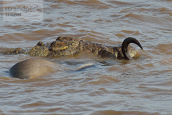 Westliches Weißbartgnu (Connochaetes taurinus mearnsi) vom Nilkrokodil (Crocodylus niloticus) im Fluss angegriffen  Mara-Dreieck  Maasai Mara-Nationalreservat  Narok  Kenia  Afrika