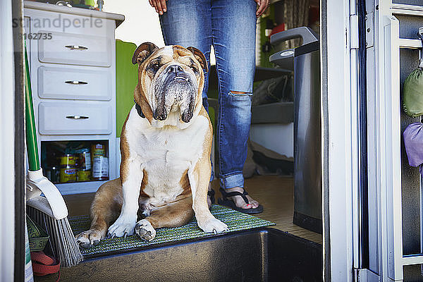 Porträt einer Bulldogge und der Beine einer Frau in der Tür eines Wohnwagens