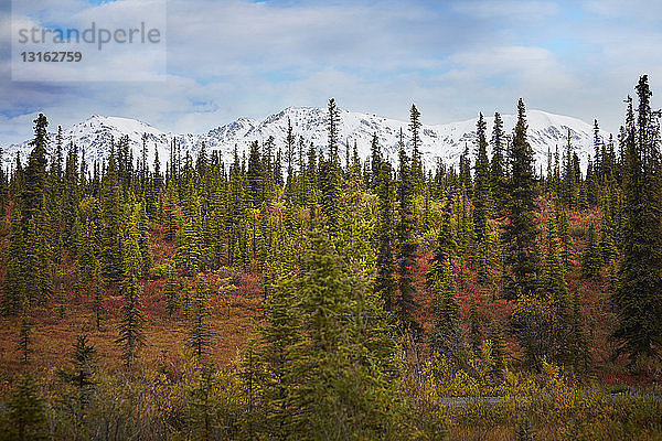 Herbstwald vor schneebedeckten Bergen  Wrangell St. Elias  Alaska  USA