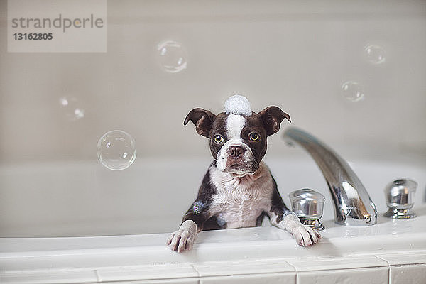 Boston-Terrier-Welpe in der Badewanne mit Seifenlauge am Kopf  Blick in die Kamera