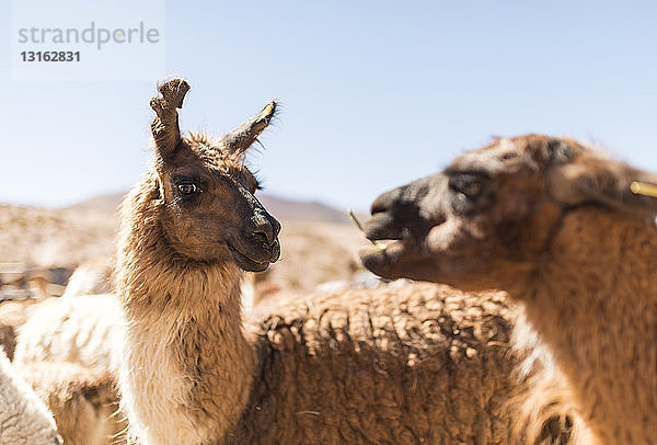 Lamas  Atacama-Wüste  El Norte Grande  Chile