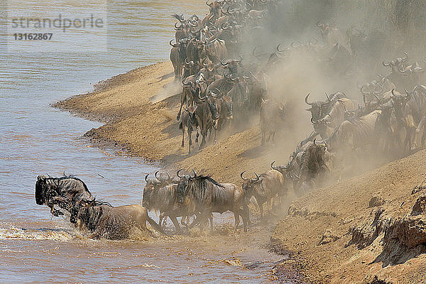 Westliches Weißbartgnu (Connochaetes taurinus mearnsi) am staubigen Flussufer  Mara-Dreieck  Maasai Mara-Nationalreservat  Narok  Kenia  Afrika