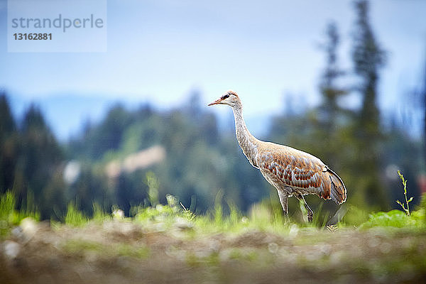 Porträt eines Sandhängekranes  (Grus canadensis) Homer  Alaska  USA