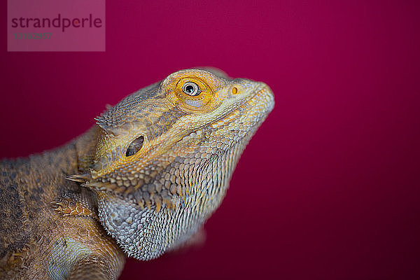 Seitenansicht eines Reptils in gelber Farbe vor rotem Hintergrund