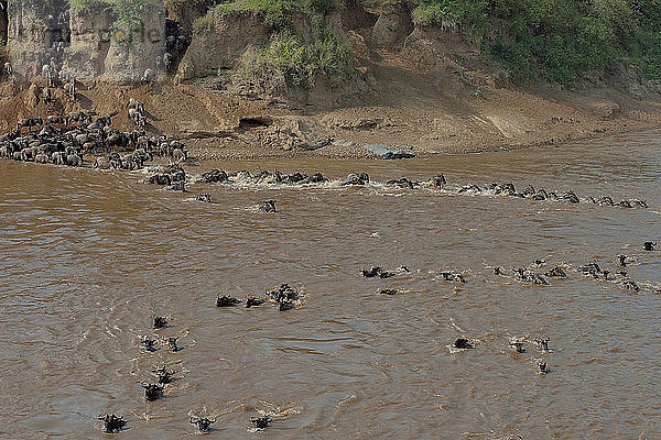 Herde von Westlichen Weißbartgnus (Connochaetes taurinus mearnsi) überquert Fluss  Mara-Dreieck  Maasai Mara-Nationalreservat  Narok  Kenia  Afrika