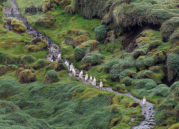 Königspinguine bahnen sich ihren Weg auf und ab  in der Königspinguinkolonie  in Sandy Bay  entlang der Ostküste von Macquarie Island  Südpolarmeer