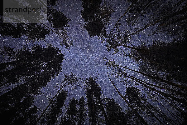 Hohe Bäume und sternenklarer Nachthimmel  Blick nach oben  Jasper  Alberta  Kanada