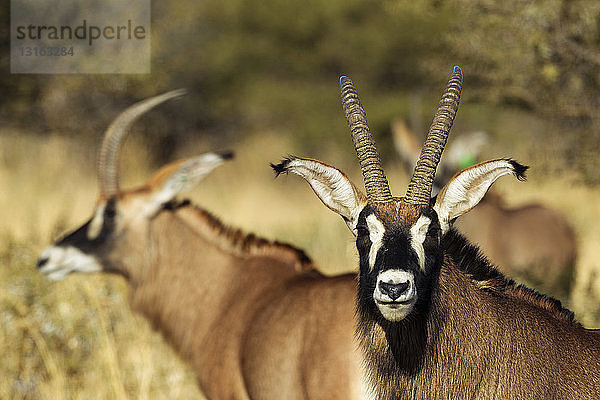 Kleine Gruppe der Roan-Antilope (Hippotragus equinus)   Südafrika