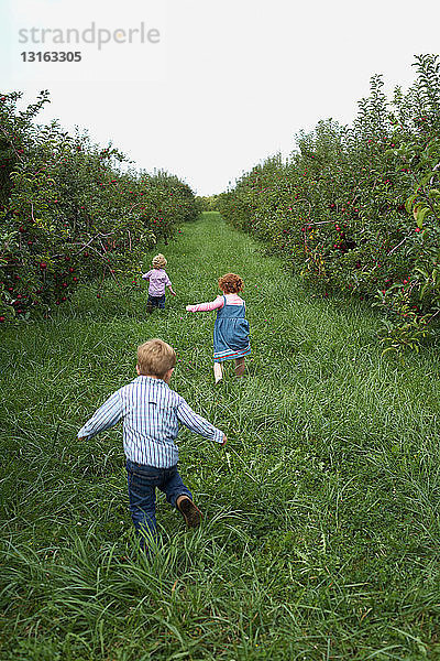 Drei Kinder rennen im Apfelgarten