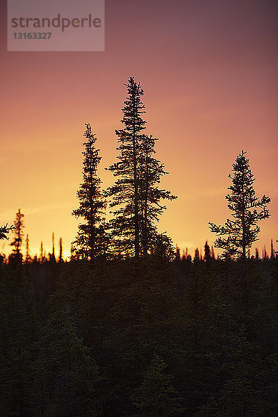 Tannensilhouette bei Sonnenuntergang  Wrangell St. Elias  Alaska  USA