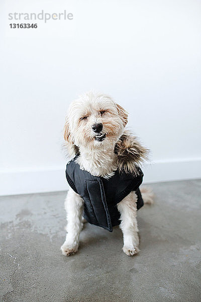 Porträt eines niedlichen lächelnden Hundes mit wasserdichtem Hundemantel