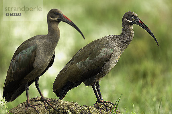 Zwei Hadeda Ibis (Bostrychia hagedash)  Ake-Nakuru-Nationalpark  Kenia  Afrika