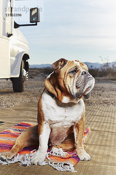 Porträt einer Bulldogge  die im Wohnwagenpark wegschaut