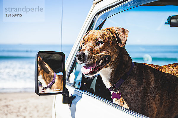 Haushund im Wohnmobil sitzend  Fenster unten