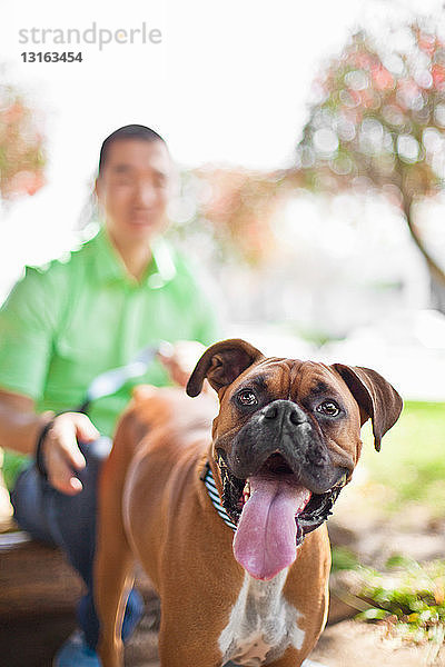 Mittelgroßer erwachsener Mann mit seinem Boxerhund im Park