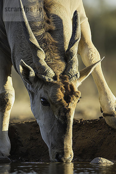 Eland (Taurotragus oryx) trinken  Mashatu-Wildreservat  Botswana  Afrika