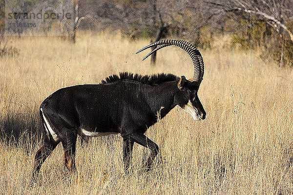 Rappenantilope (Hippotragus niger)  Südafrika