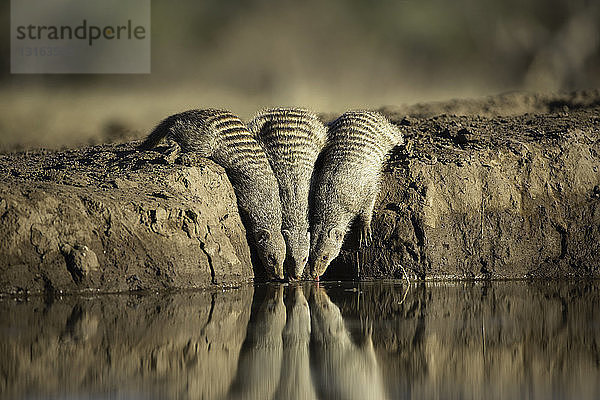 Dreibindenmangusten (Mungos mungo) an der Wasserstelle des Mashatu-Wildreservats  Botswana  Afrika