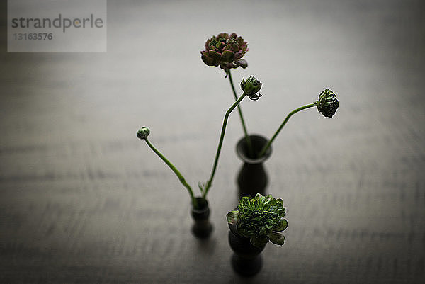 Stilleben von drei kleinen Vasen mit Schnittblumen