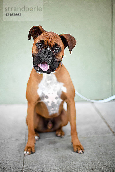 Porträt eines niedlichen Boxerhundes auf dem Bürgersteig