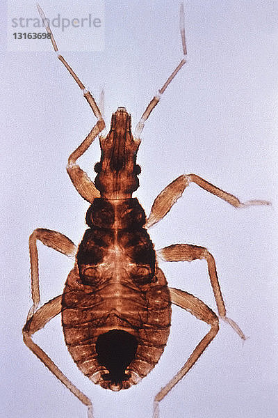 Kissing Bug ein Vektor für die Chagas-Krankheit