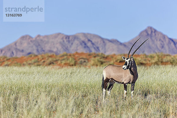 Gemsbock (Oryx-Pavillon)