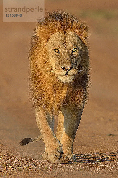 Herumstreunender Massai-Löwe (Panthera leo nubica)  Mara-Dreieck  Maasai Mara-Nationalreserve  Narok  Kenia  Afrika