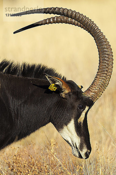 Porträt der männlichen Rappenantilope (Hippotragus niger)  Südafrika