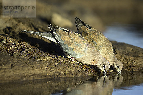 Zwei lachende Tauben (Spilopelia senegalensis)  Mashatu-Wildreservat  Botswana  Afrika