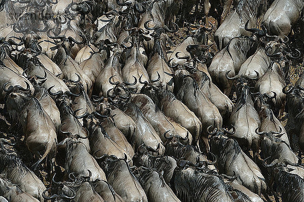 Draufsicht auf das Westliche Weißbartgnu (Connochaetes taurinus mearnsi)  Mara-Dreieck  Maasai Mara-Nationalreservat  Narok  Kenia  Afrika